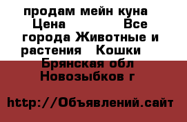 продам мейн куна › Цена ­ 15 000 - Все города Животные и растения » Кошки   . Брянская обл.,Новозыбков г.